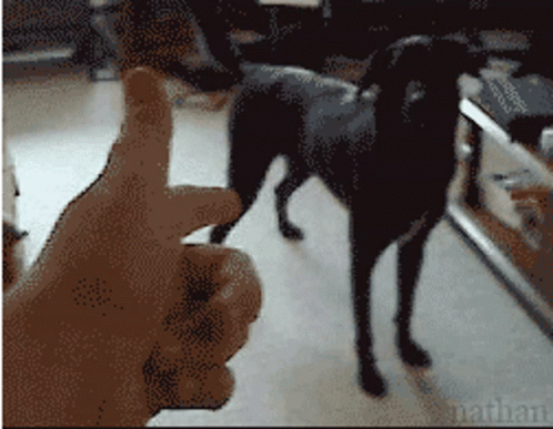 Dog Cachorro GIF - Dog Cachorro GIFs
