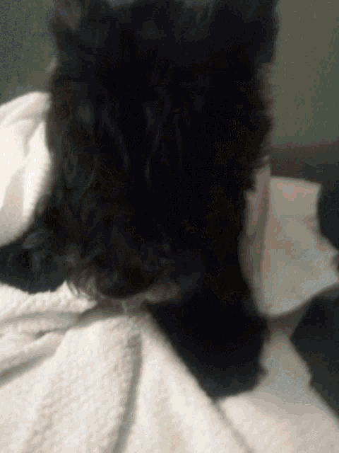 a black dog laying on a white blanket