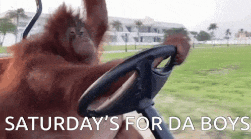 an orangutan is driving a golf cart with the words saturday 's for da boys written on it .