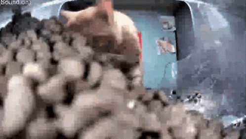 a cat is sitting on top of a pile of rocks