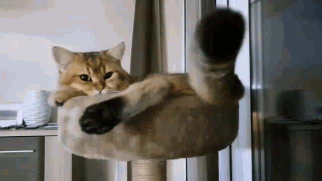 Cat Cute GIF - Cat Cute Golden GIFs