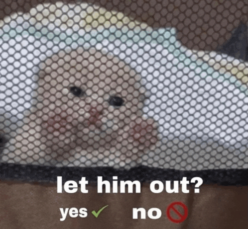 a picture of a cat behind a fence with the words let him out yes and no