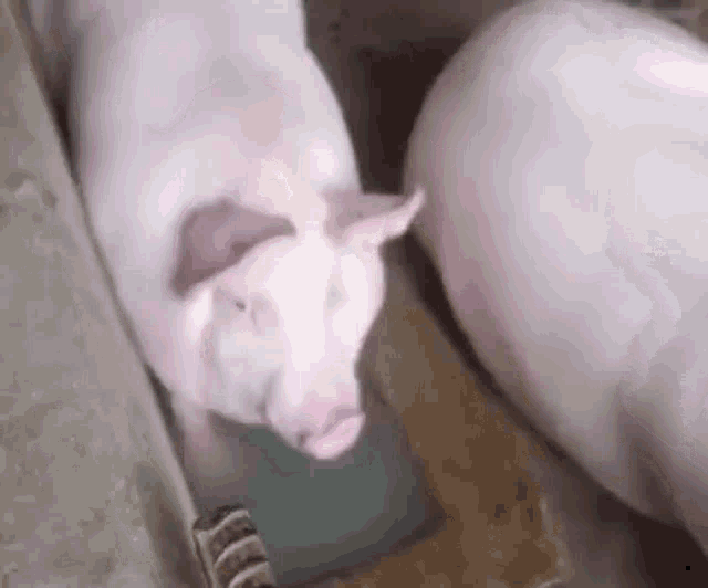 Piggy Pig Eats GIF - Piggy Pig Eats Pig Hal GIFs