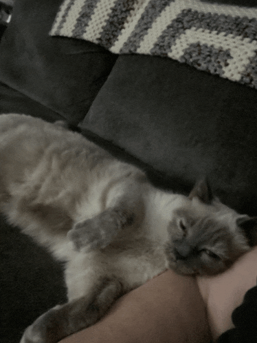 a cat laying on a couch with a blanket on it