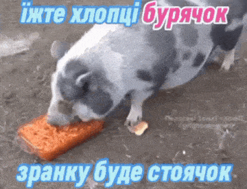 a pig is eating carrots from a plastic container with a caption in a foreign language