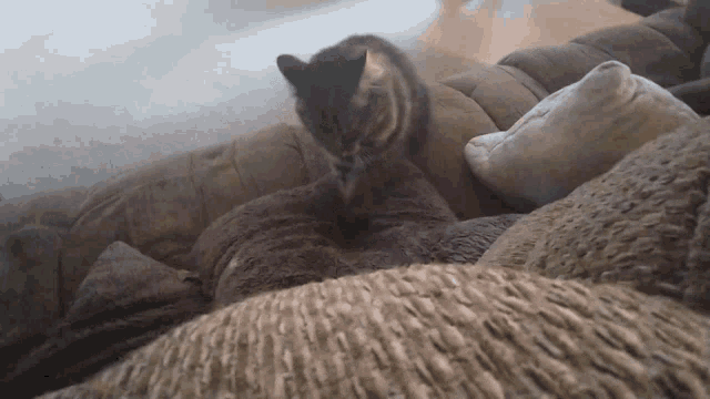 Cat Kneeding Cat GIF - Cat Kneeding Cat Thunder Cat Kneeding GIFs