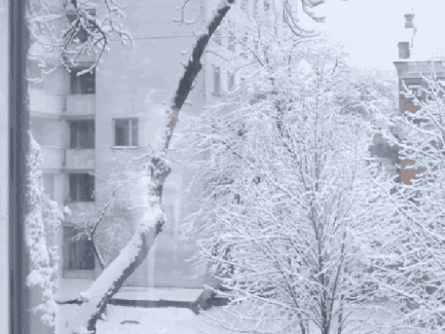 a snowy tree is visible through a window