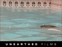 a man is swimming in a pool with a logo for unearthed films in the background .