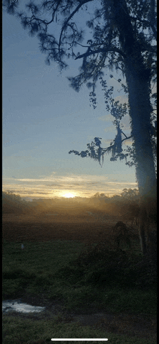 a phone screen shows a sunset over a field with trees in the foreground