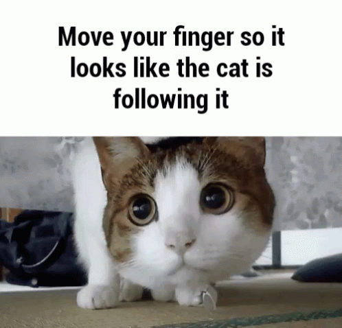 Cat Move GIF