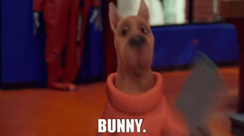 Scooby Doo Bunny GIF - Scooby Doo Bunny Picture GIFs