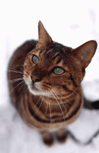 Cat Snow GIF - Cat Snow Bengal Cat GIFs