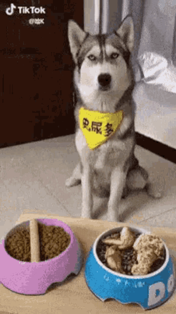 Dog Fake Meal GIF - Dog Fake Meal Wtf GIFs