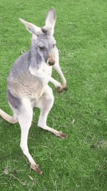 [Image: kangaroo-dancing.gif]