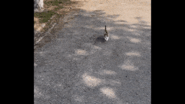 a cat is walking down a gravel road next to a tree .