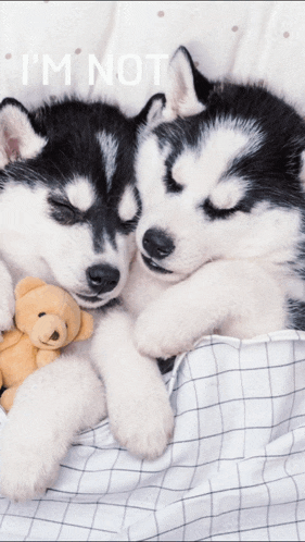 Lazy Puppy GIF - Lazy Puppy Husky GIFs