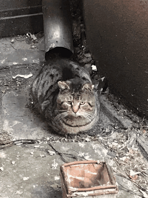 a cat is laying on the ground next to a pipe