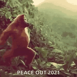 a monkey is standing in the jungle with the words `` peace out 2021 '' written on it .