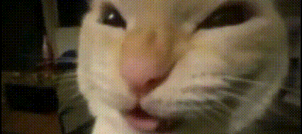 a close up of a cat 's face with a blurred background .
