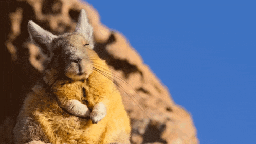 Viscacha Sleepy GIF - Viscacha Sleepy Sleeping GIFs