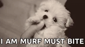 Murf Dog GIF - Murf Dog Crazy GIFs