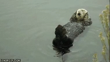 Otter Funny Animals GIF - Otter Funny Animals GIFs
