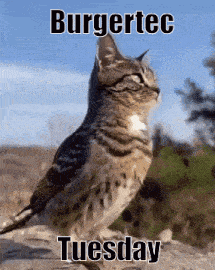a picture of a cat and a bird with the words burgertec tuesday on the bottom