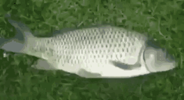 Bass Fish GIF