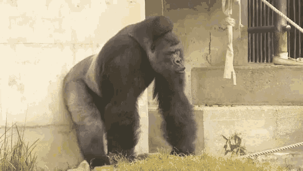Monkey Gorilla GIF - Monkey Gorilla Pounds Chest GIFs