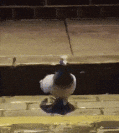a pigeon is standing on a brick ledge at night