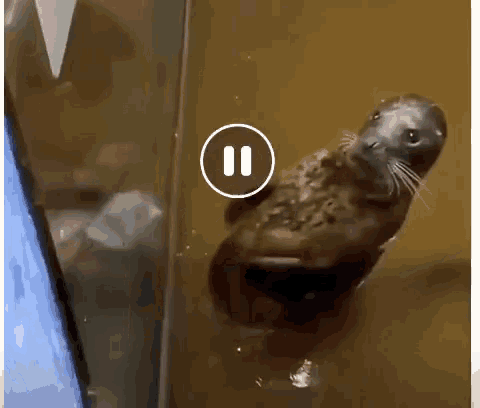 Seal Lunch GIF