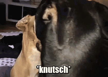 two dogs are standing next to each other and one of them is licking the other 's butt .