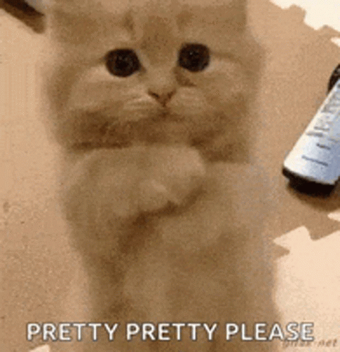 Pretty Please Beg GIF - Pretty Please Beg Cat GIFs