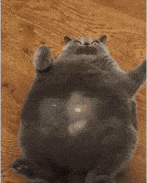 a fat cat is laying on its back on the floor .