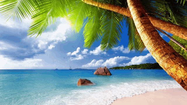 a palm tree hanging over a beach with a boat in the distance