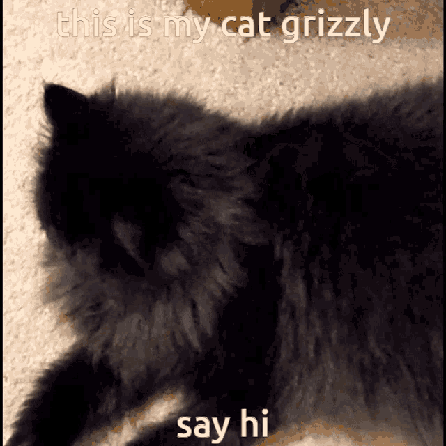 Cat Omori GIF - Cat Omori Certified Butts GIFs