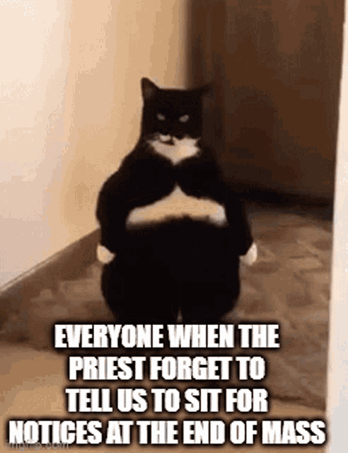 Priest Mass Forget Catholic Meme Cat Standing Miffed Church Catholic Struggles GIF