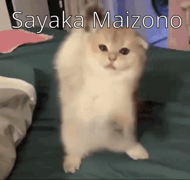 Danganronpa Cat GIF - Danganronpa Cat Sayaka GIFs