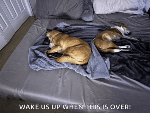 two brown dogs laying on a bed with the words wake us up when this is over