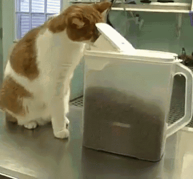 Kitty Food Thief GIF - Cat Hungry Food GIFs