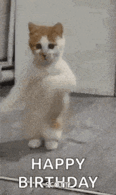 a brown and white cat is standing on its hind legs and says `` happy birthday '' .
