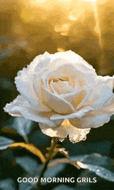 a white rose with water drops on it and the words `` good morning grils '' written below it .