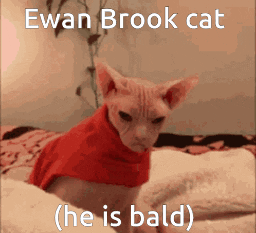 a hairless cat wearing a red sweater laying on a bed with the caption ewan brook cat ( he is bald )