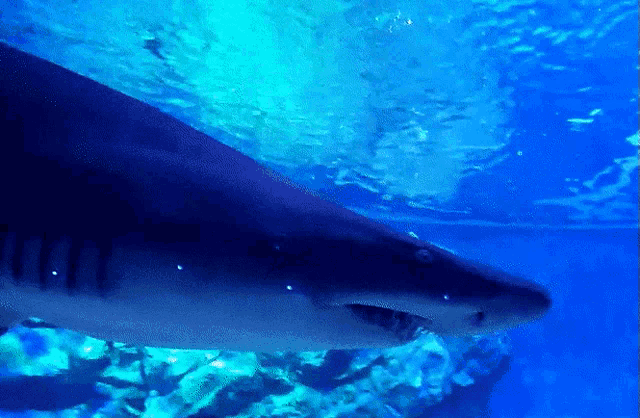 a large shark is swimming in a blue tank
