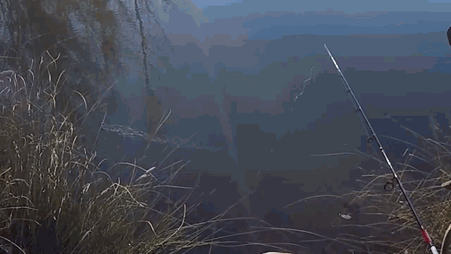 a bald man with a beard is fishing in a pond