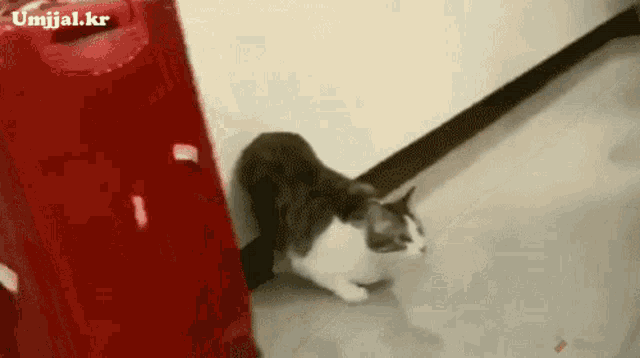a gray and white cat is standing next to a red suitcase .