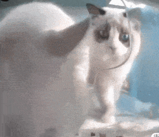 a white cat with blue eyes is standing in a glass container .