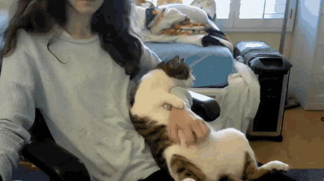 Funny Cat Rubbing Cat Belly GIF - Funny Cat Rubbing Cat Belly Cute Cat GIFs
