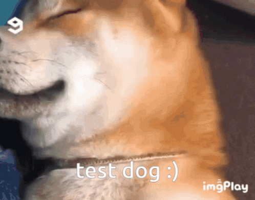 Test Dog Rbag GIF - Test Dog Rbag Reds Bar And Grill GIFs