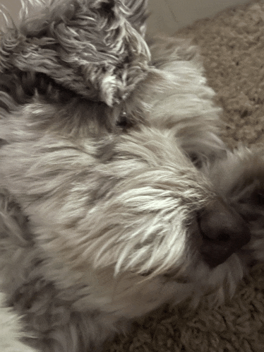 a close up of a dog laying down on a carpet